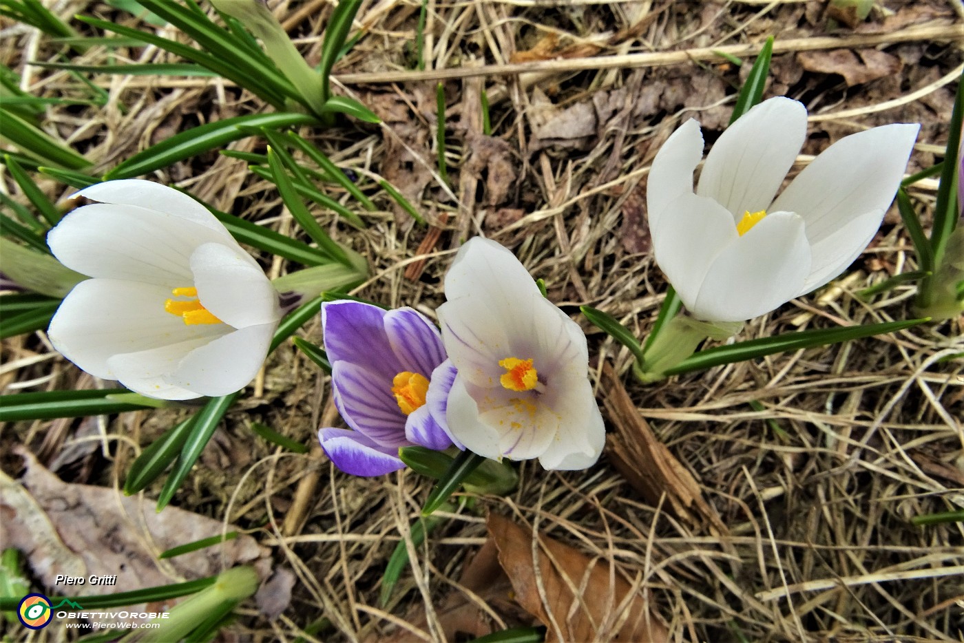 79 Crocus vernus bianchi e semi-violetti .JPG